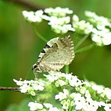 Attēlu rezultāti vaicājumam “Colostygia pectinataria”