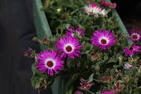 Image result for Mesembryanthemum criniflorum