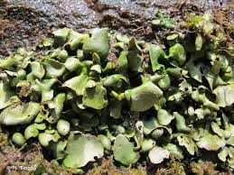 Attēlu rezultāti vaicājumam “Dermatocarpon luridum”