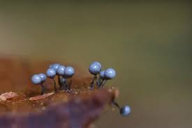 Attēlu rezultāti vaicājumam “Cribraria argillacea macro”