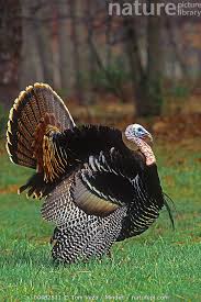 Attēlu rezultāti vaicājumam “Meleagris male”