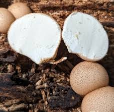 Attēlu rezultāti vaicājumam “Leptobryum pyriforme sporophyte”