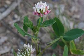 Attēlu rezultāti vaicājumam “Trifolium hybridum flower”
