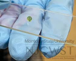 Attēlu rezultāti vaicājumam “Nostoc pruniforme cells”