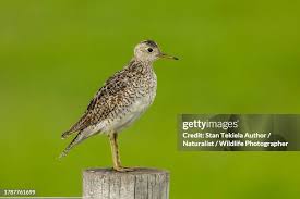 Image result for Bartramia longicauda