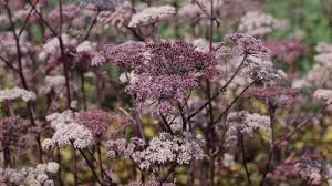 Attēlu rezultāti vaicājumam “Angelica palustris flower”