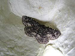 Attēlu rezultāti vaicājumam “Parascotia fuliginaria”