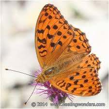 Attēlu rezultāti vaicājumam “Argynnis adippe male”