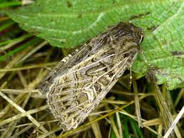 Attēlu rezultāti vaicājumam “Tholera decimalis”