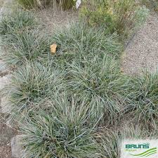 Attēlu rezultāti vaicājumam “Sesleria caerulea fruit”