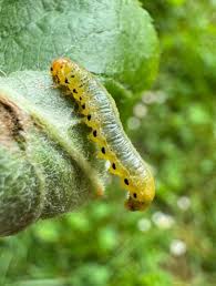 Attēlu rezultāti vaicājumam “Pristiphora maesta”