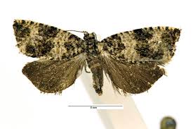 Attēlu rezultāti vaicājumam “Celypha siderana”