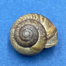 Attēlu rezultāti vaicājumam “Helicidae”