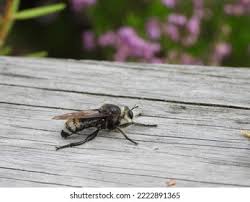 Attēlu rezultāti vaicājumam “Laphria gibbosa”
