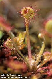 Attēlu rezultāti vaicājumam “Drosera rotundifolia flower”