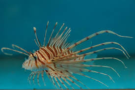 Image result for Pterois volitans