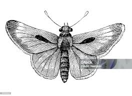 Attēlu rezultāti vaicājumam “Hesperia comma underside”