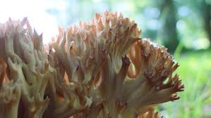 Attēlu rezultāti vaicājumam “Ramaria formosa”