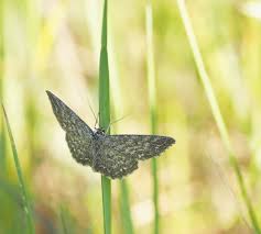 Attēlu rezultāti vaicājumam “Scopula immorata”