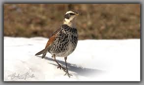 Image result for Turdus eunomus