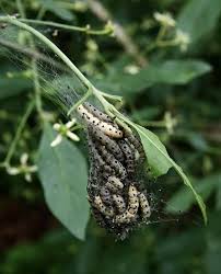 Attēlu rezultāti vaicājumam “Yponomeuta malinellus / cagnagella larva”
