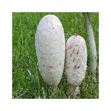 Image result for coprinus