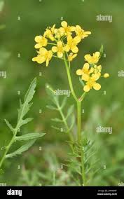 Attēlu rezultāti vaicājumam “Rorippa sylvestris flower”