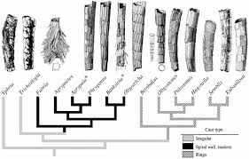 Attēlu rezultāti vaicājumam “Phryganeidae”