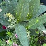 Attēlu rezultāti vaicājumam “Symphytum asperum leaf”