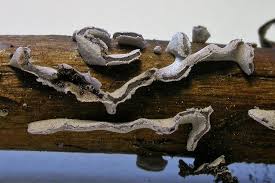 Attēlu rezultāti vaicājumam “Physarum bivalve”