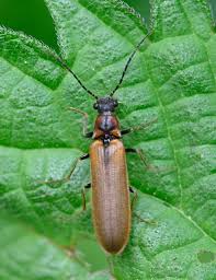 Attēlu rezultāti vaicājumam “Denticollis linearis”