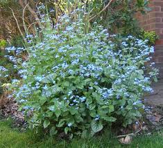 Image result for Brunnera `Jack Frost`