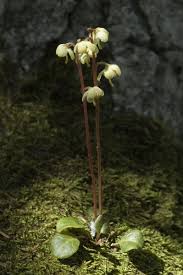 Attēlu rezultāti vaicājumam “Pyrola chlorantha”