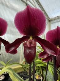 Attēlu rezultāti vaicājumam “Populus x jackii flower”