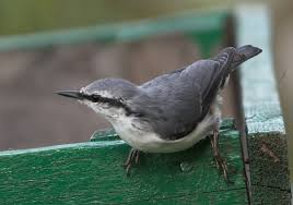 Image result for Sitta europaea