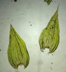 Attēlu rezultāti vaicājumam “Leucodon sciuroides”