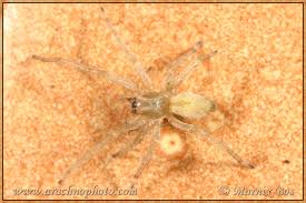 Attēlu rezultāti vaicājumam “Cheiracanthium sp. male”
