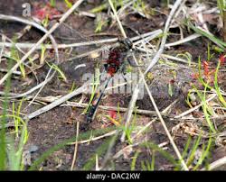 Attēlu rezultāti vaicājumam “Leucorrhinia rubicunda male”