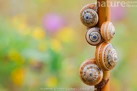 Attēlu rezultāti vaicājumam “Cepaea nemoralis”