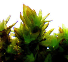 Attēlu rezultāti vaicājumam “Orthotrichum, Nyholmiella”