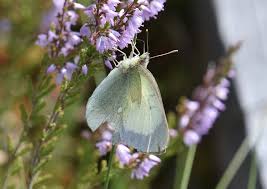 Attēlu rezultāti vaicājumam “Colias palaeno”