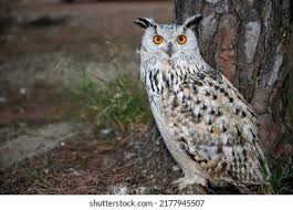 Attēlu rezultāti vaicājumam “Strigiformes”