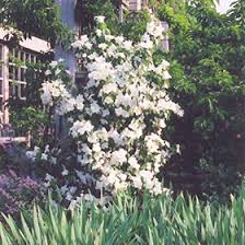 Attēlu rezultāti vaicājumam “Philadelphus lemoinei”