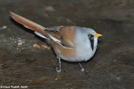 Attēlu rezultāti vaicājumam “Panurus biarmicus”