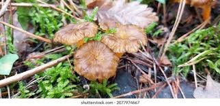 Attēlu rezultāti vaicājumam “Cantharellus lutescens”