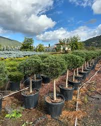 Attēlu rezultāti vaicājumam “Pinus sylvestris var. borussica”