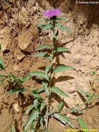 Image result for Centaurea nigra