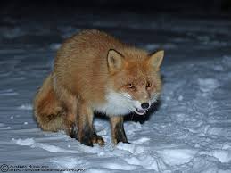 Attēlu rezultāti vaicājumam “Vulpes vulpes”