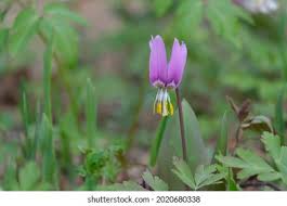 Attēlu rezultāti vaicājumam “Erythronium sibiricum flower”