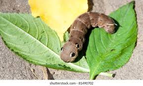 Attēlu rezultāti vaicājumam “Deilephila elpenor”